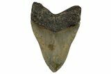 Fossil Megalodon Tooth - North Carolina #258745-2
